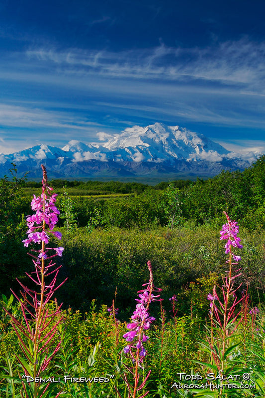 Denali Fireweed