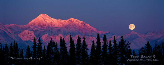 Morning Glory