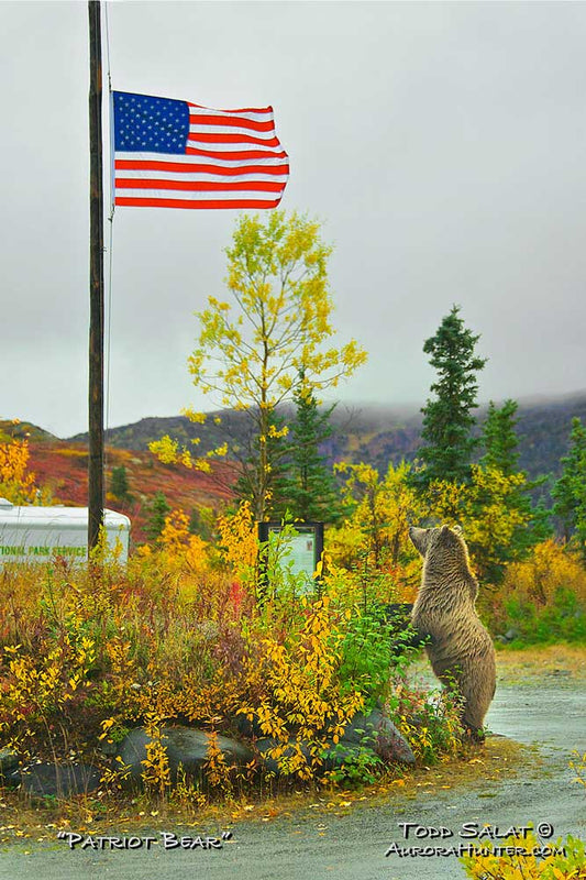 Patriot Bear