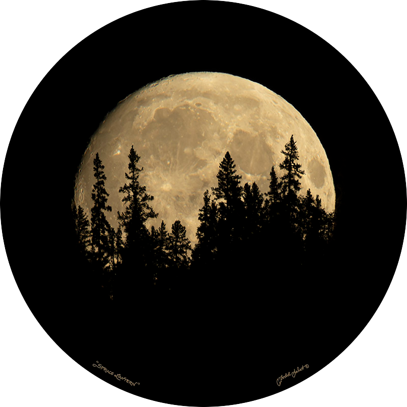 Spruce Lantern